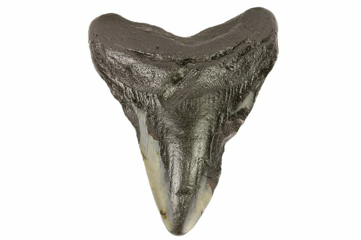 Bargain, Megalodon Tooth - North Carolina #76315